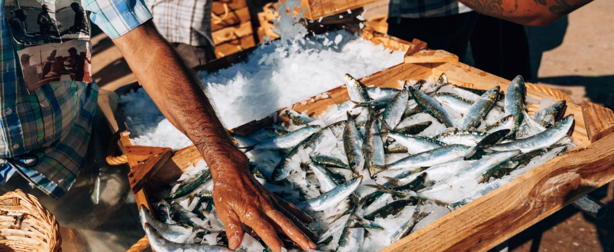 Recriação da dsecarga da sardinha 2